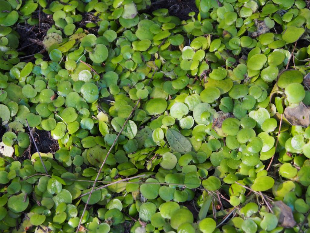 Infestation of frogbit at Green Point, near Forster