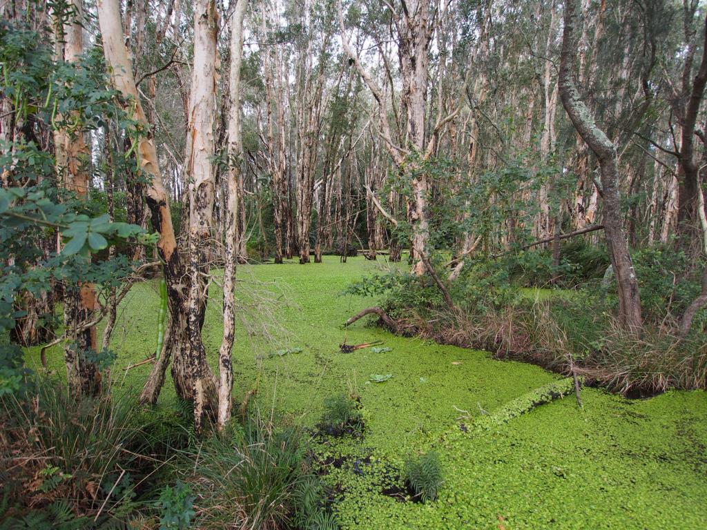 Frogbit invading a natural waterway near Forster, NSW