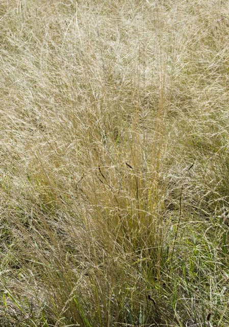 Chilean needle grass infestation