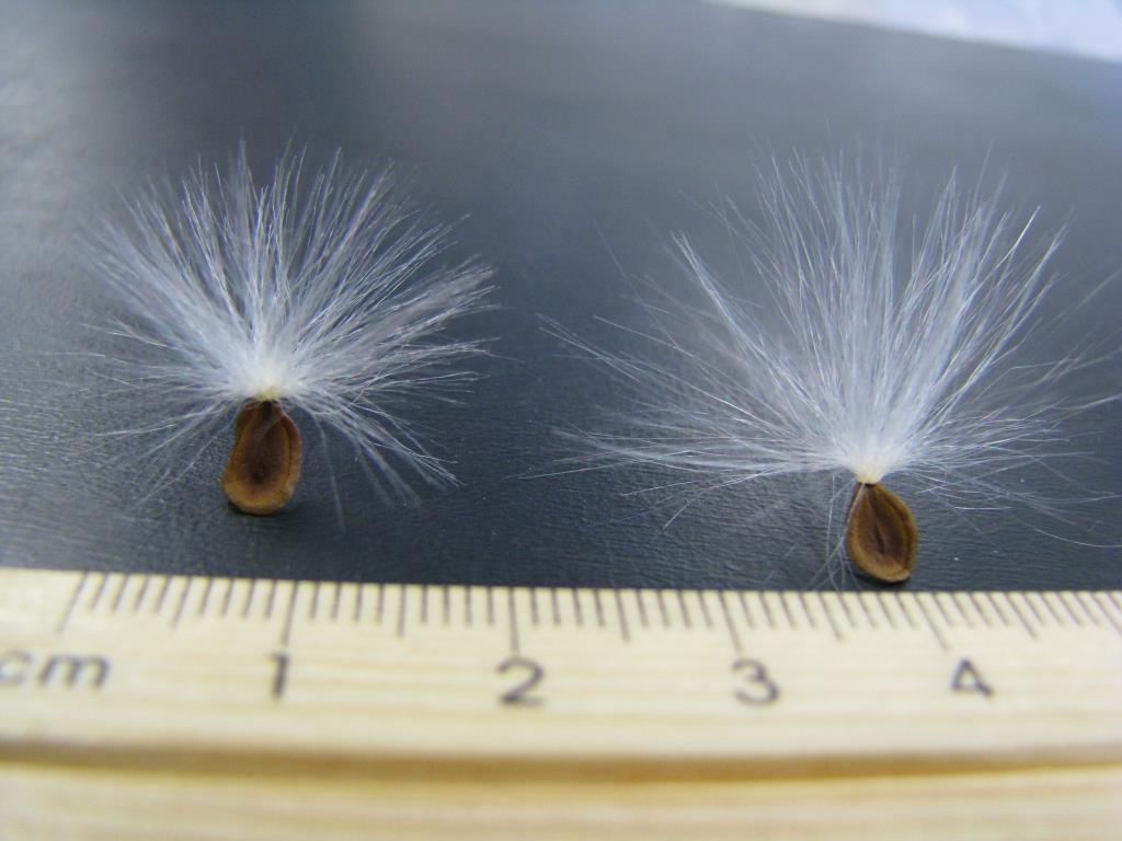 Carrion flower seed heads