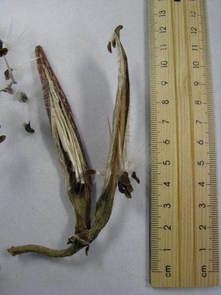 Carrion flower seed pods