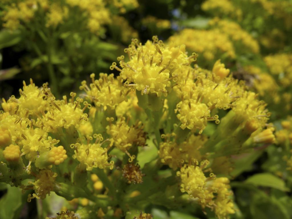 Cape ivy flowers are made up of 10-12 tubular yellow florets.