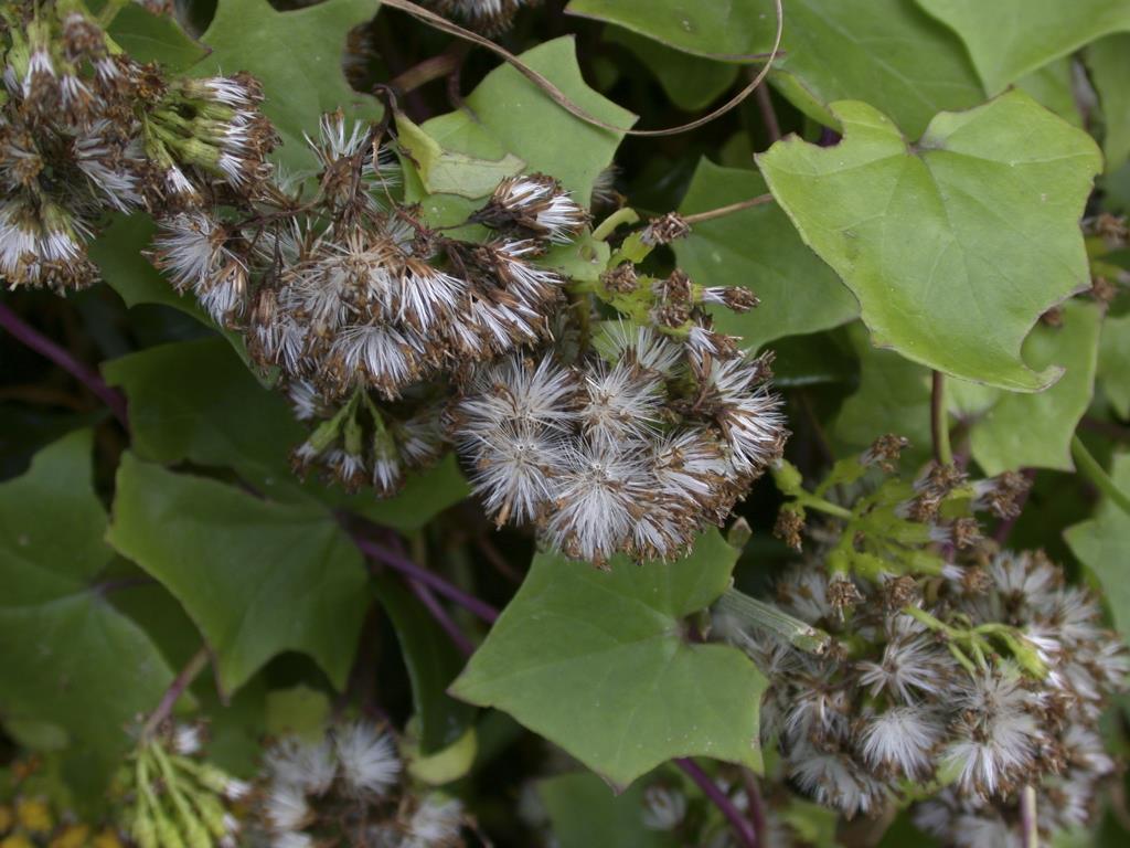 Cape ivy seeds have a ring of silky, white hairs.