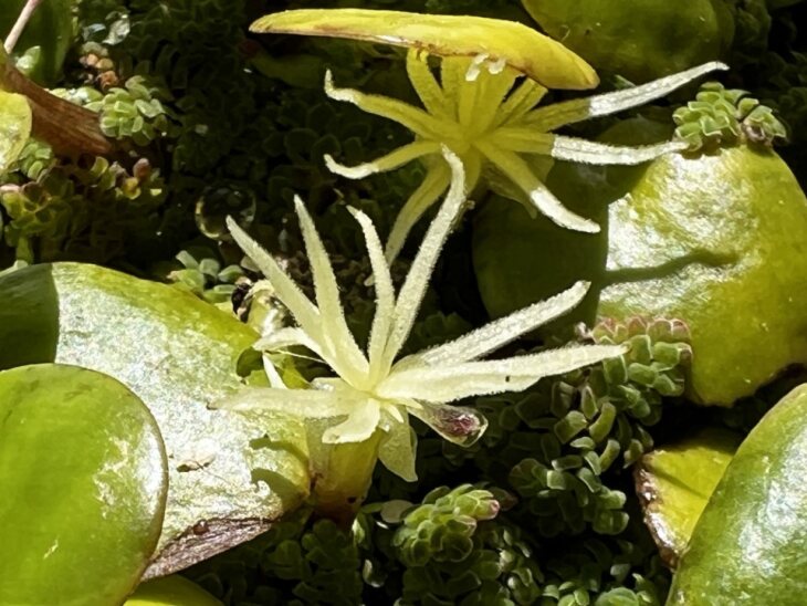 Frogbit flowers are about 13 mm wide