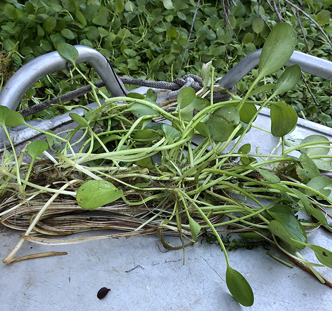 Older frogbit leaves are on longer stems and are more oval shaped.