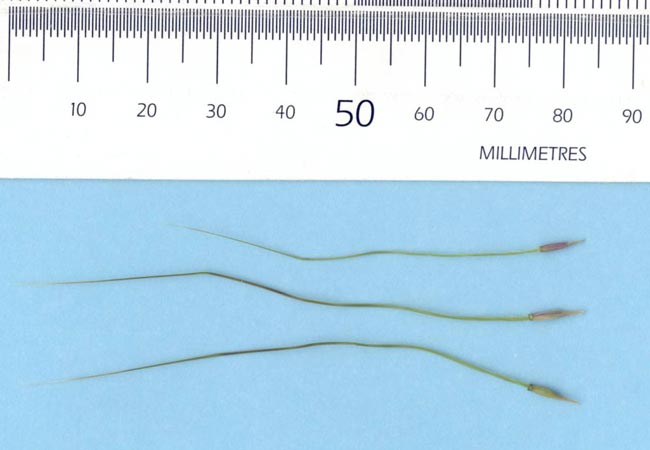 Chilean needle grass seed with bent awns