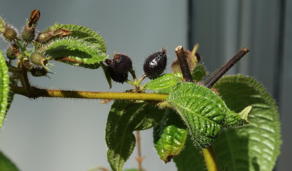 Koster's curse has hairy leaves and fruit