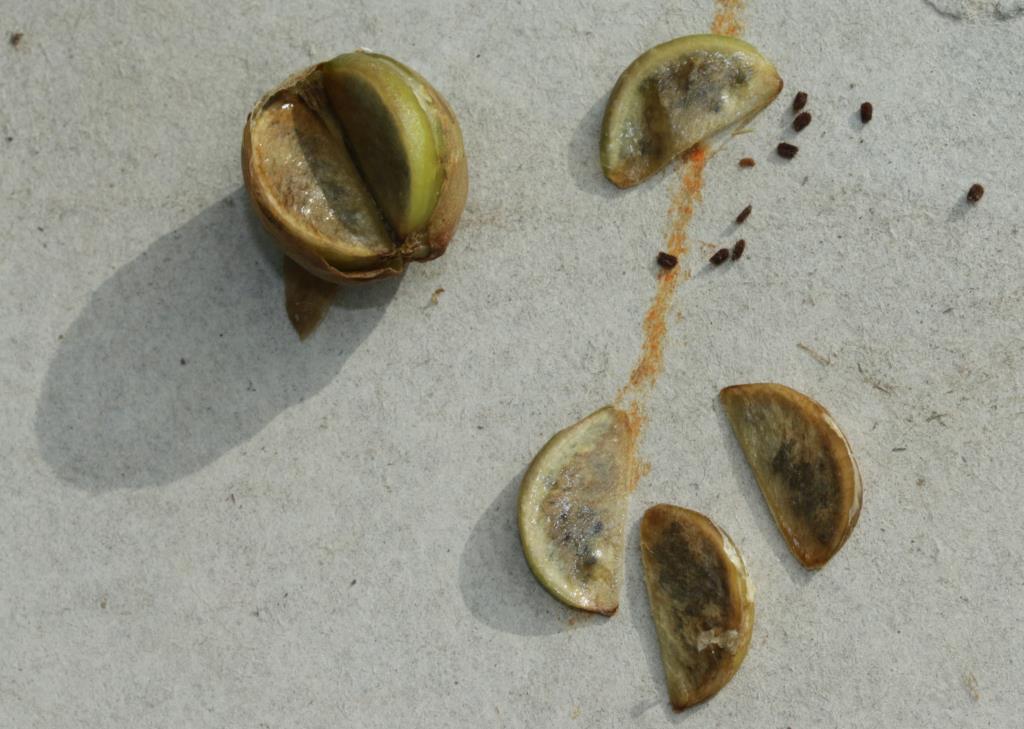 Yellow burrhead (Limnocharis flava) fruit segments and seeds