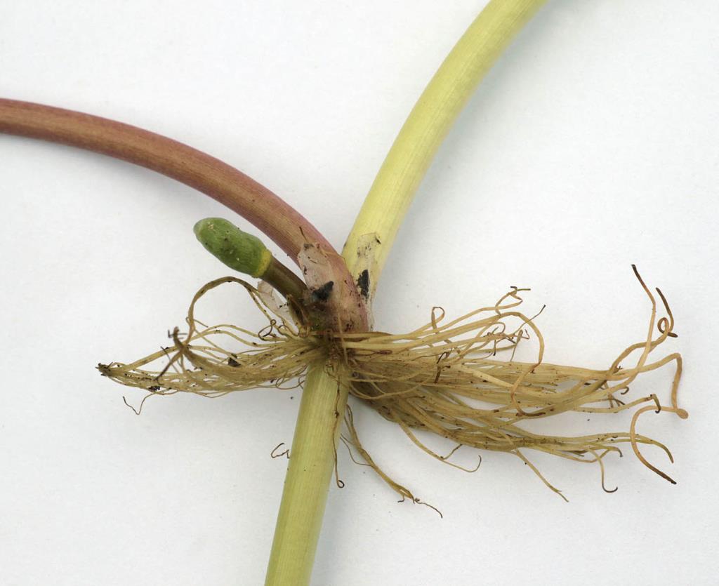 Roots and leaf stalks grow from the node. 