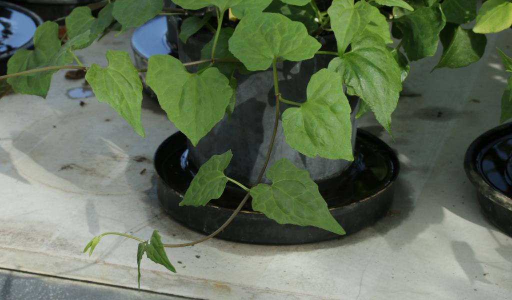 Mikania vine plant grown in a pot in quarantine facilities.