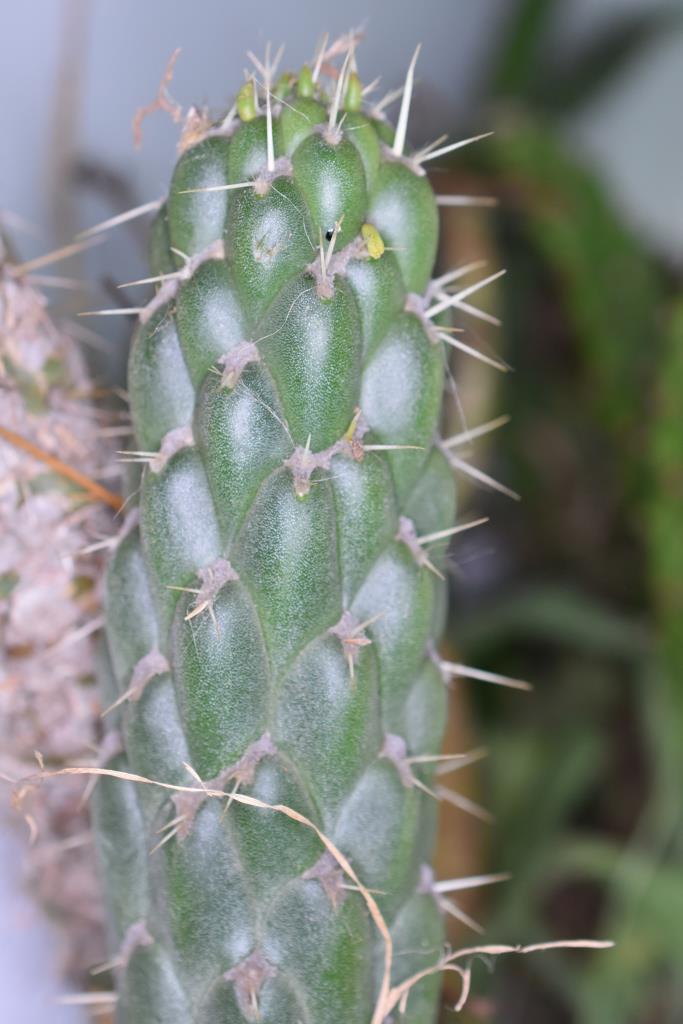 Spines are white and about 1 cm long and grow out of small ‘pits’ on the stems.