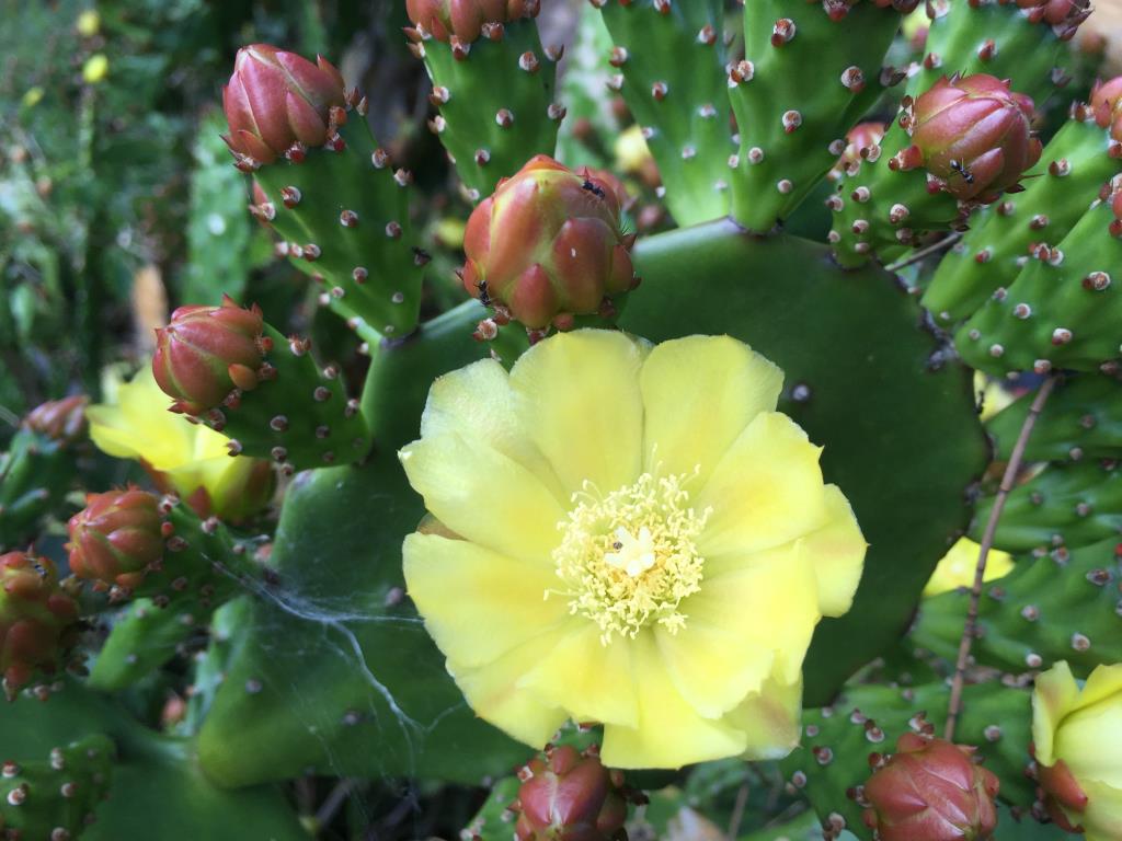 Smooth tree pear Opuntia monacantha flowers and fruit