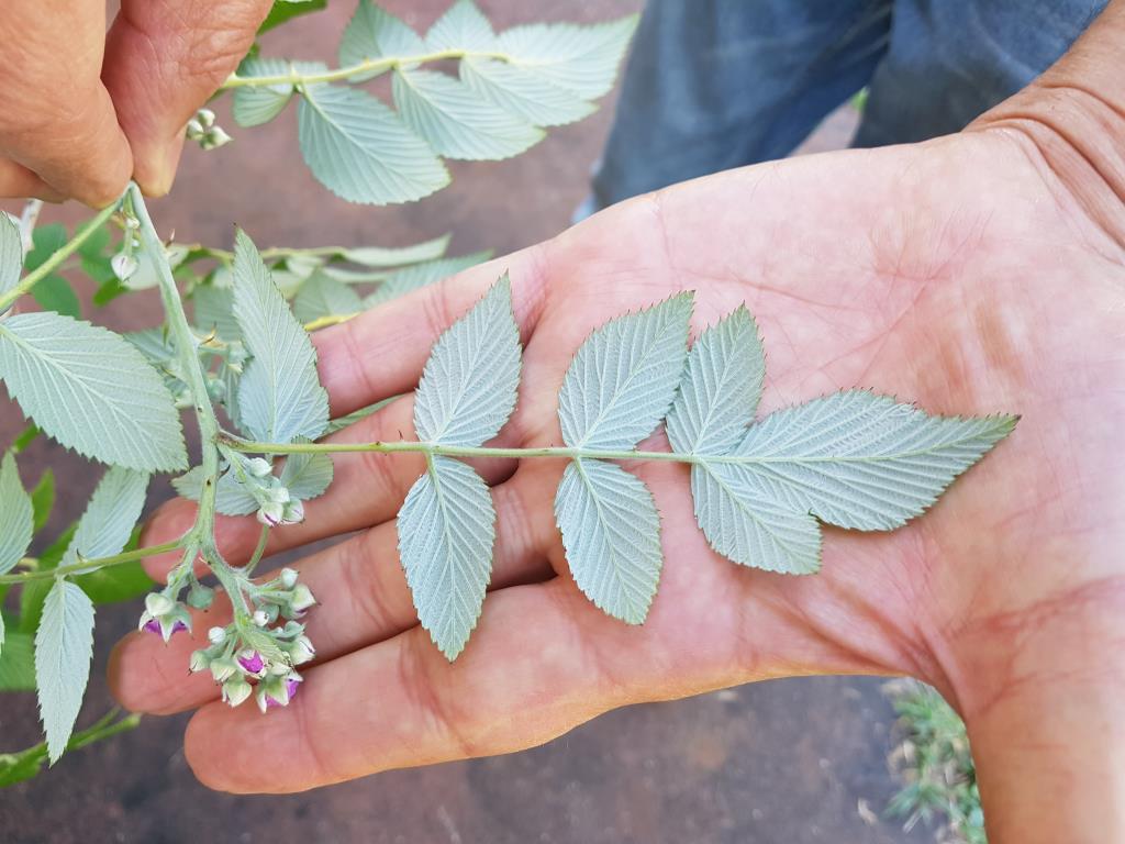 White blackberry leaves are pale on the underside.