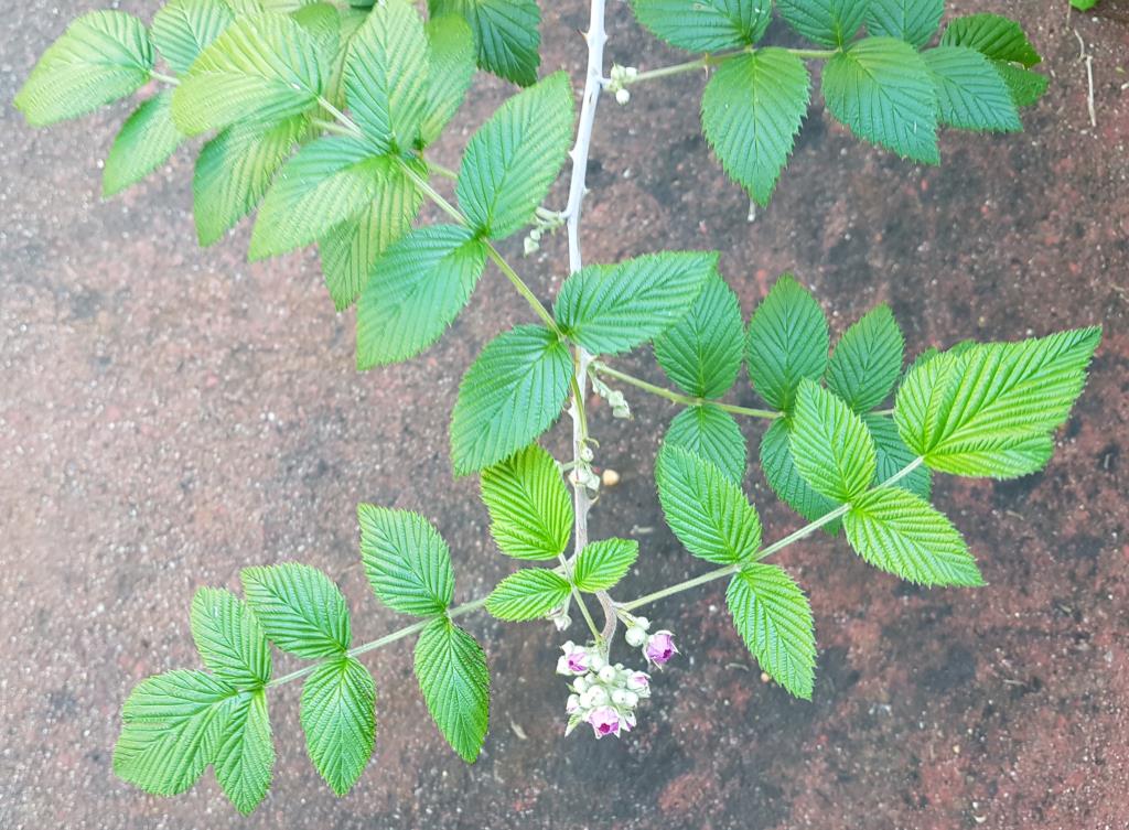 White blackberry leaves are in groups of 3, 5 or 7 leaflets.