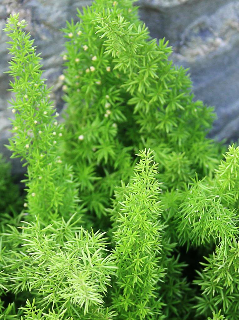 Foxtail fern has very small white flowers.