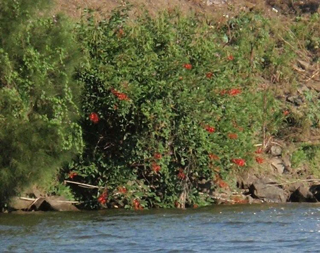 Cockspur coral tree often grows along river banks.