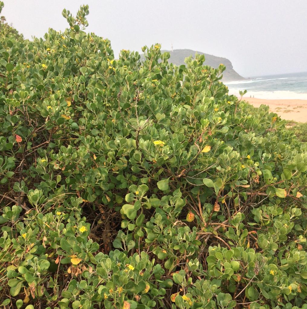 Bitou bush grows on coastal dunes.