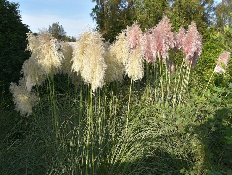 Pampas grass may have white, pink or mauve flower heads.