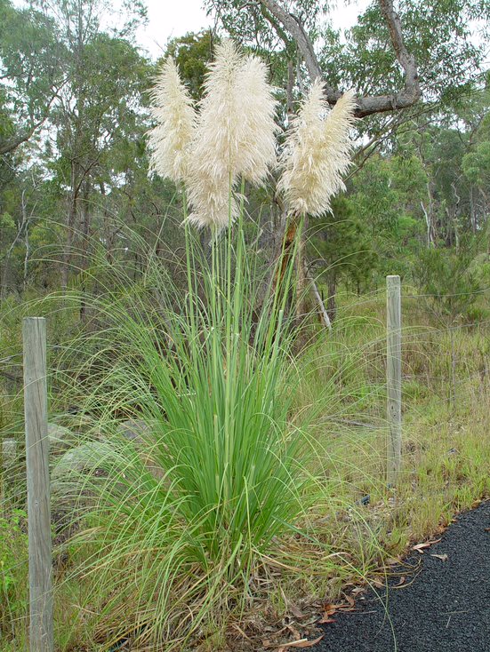 Pampas grass grows in clumps.