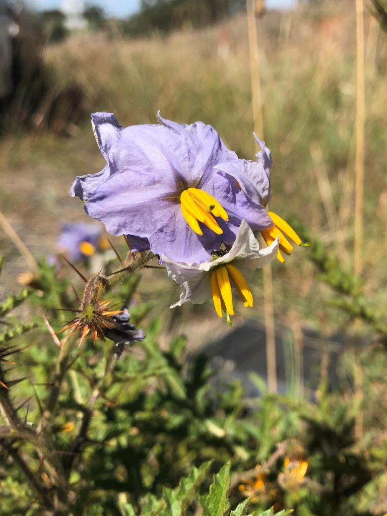 Sticky nightshade flowers have bright yellow anthers.