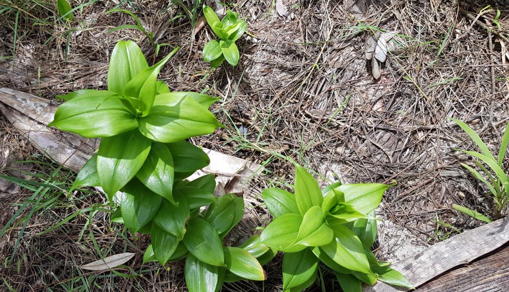 Glory lily plants at different stages of growth.