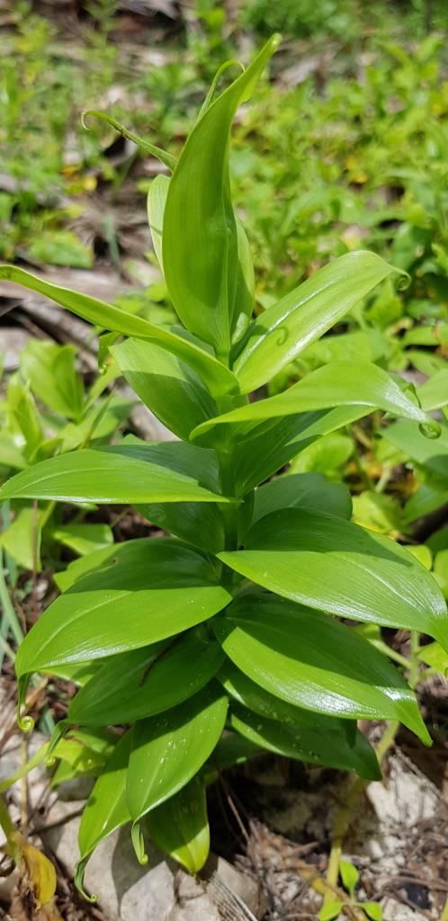 Glory lilies have shiny, green leaves with curled tendrils at the tips.