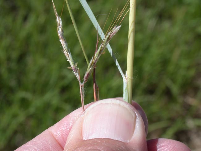 Key identifying features of Coolatai grass
