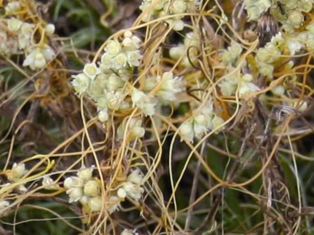 Dodder has white or cream flowers in clusters.