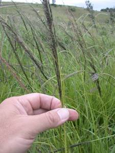 Giant rat's tail grass seed head