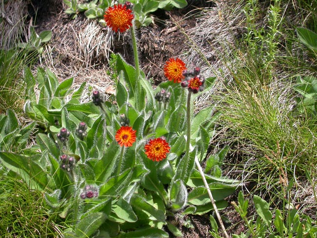 Hawkweeds are in the daisy family and are similar to dandelions.