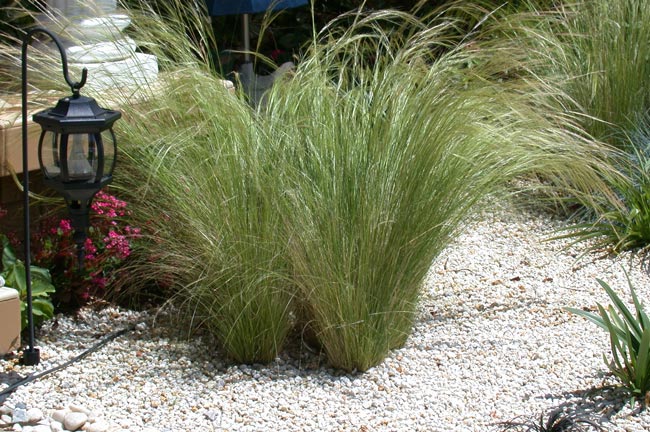 Mexican feather grass has been grown in gardens as an ornamental plant.