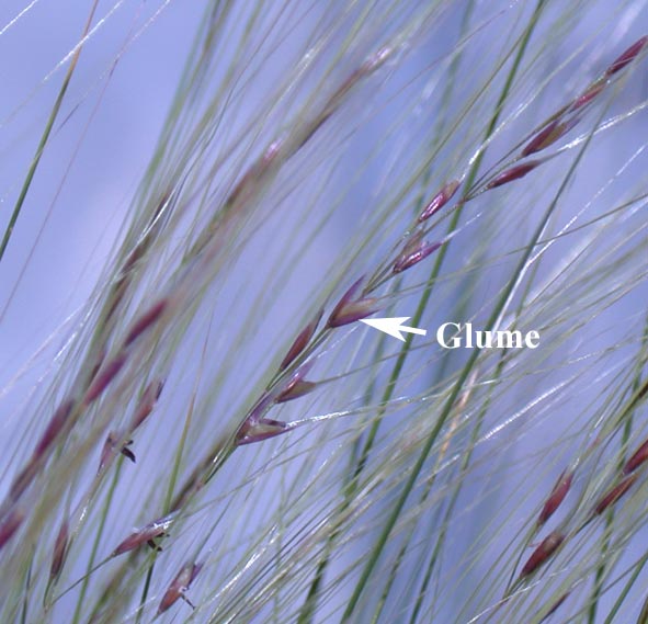 Mexican feather grass showing the glumes