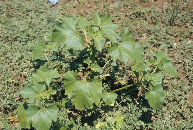 Noogoora burr plant.