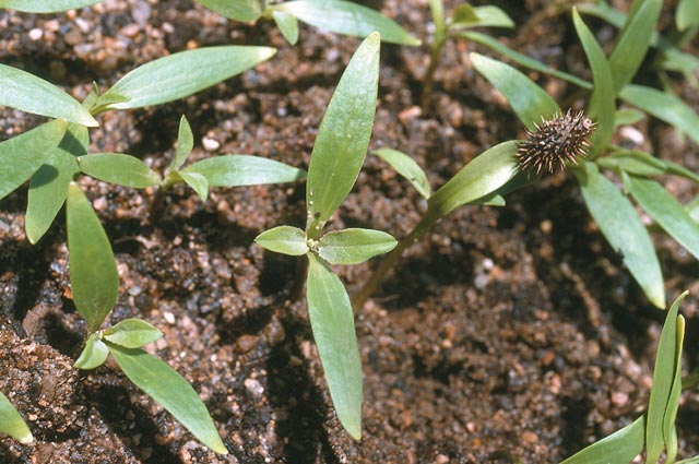 Noogoora burr seedlings.