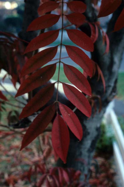 Rhus leaf fronds end in a single leaflet.