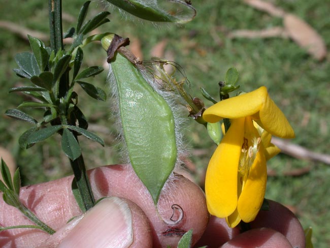 Scotch broom pods have hairy margins and are green at first. The flowers are bright yellow and pea-like.