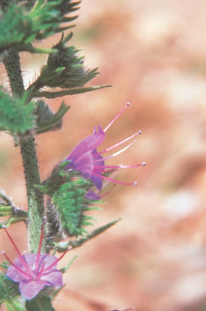Viper’s bugloss flower. Note that four stamens protrude past the end of the flower tube. 