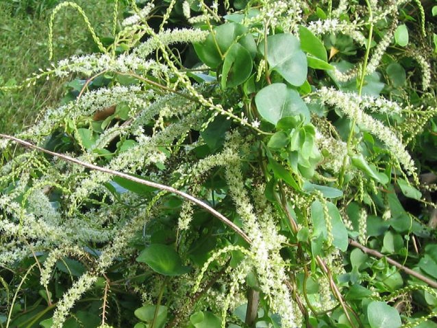 The small white or cream flowers are clustered together on drooping spikes.
