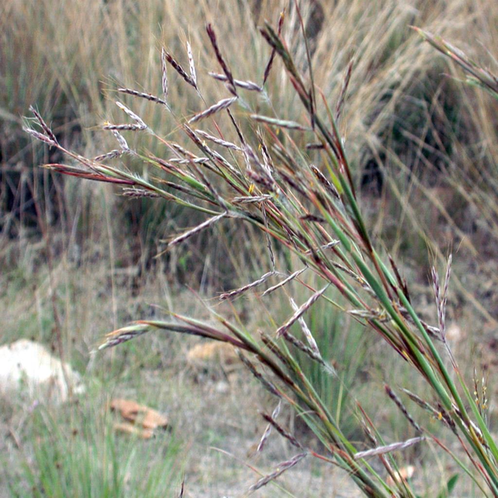Coolatai grass seedhead