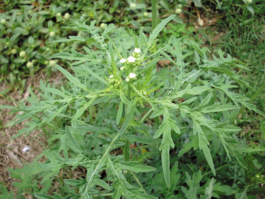 Parthenium weed plants can flower when they are only 4 weeks old. 