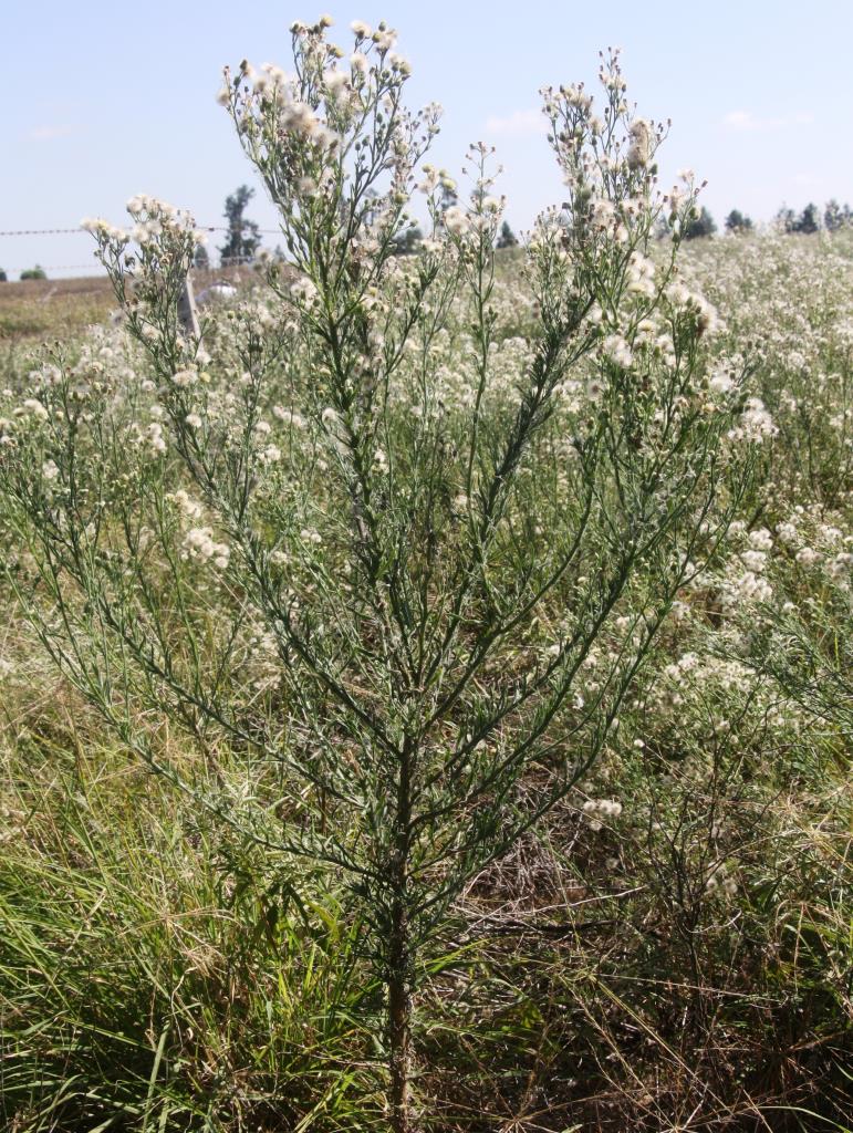 Fleabane (Conyza bonariensis) has many branches when in flower.