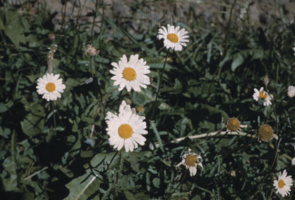 Ox-eye daisies have dark green leaves and the flowers have white petals.