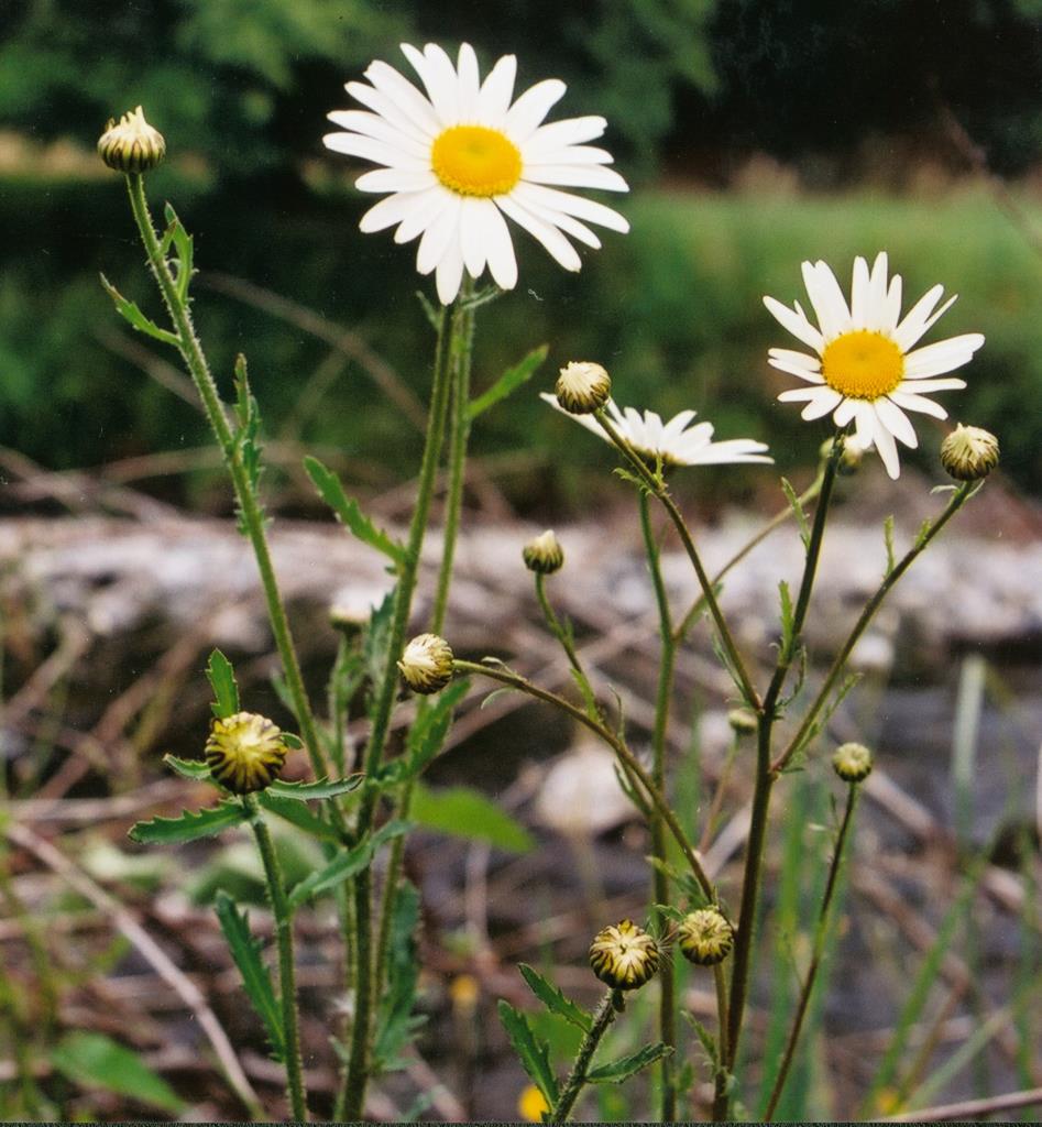The upper leaves on ox-eye daisy plants are narrow with jagged edges.