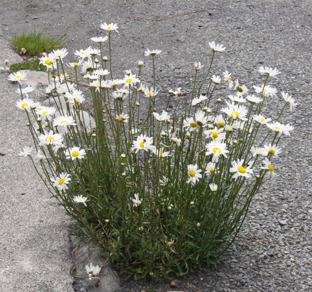Ox-eye daisy is an upright plant that grows up to 1 m tall.