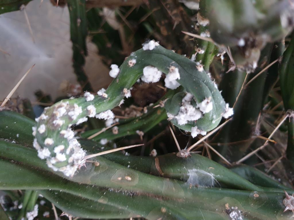 A mealybug (Hypogeococcus festerianus) is a biocontrol agent for harrisia cactus