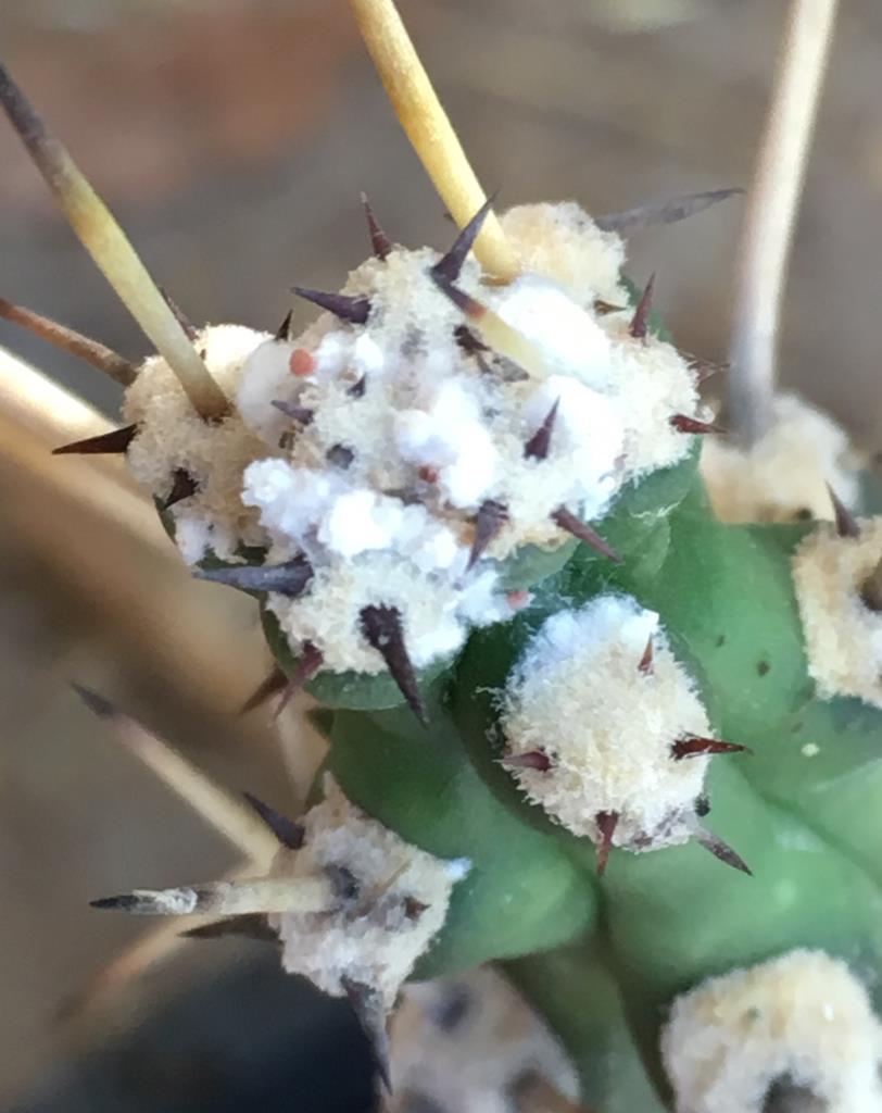 Harrisia cactus with mealybugs.