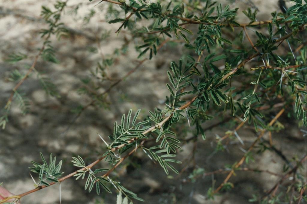 Prickly acacia  leaves are made up of 10–25 pairs of very small leaflets.