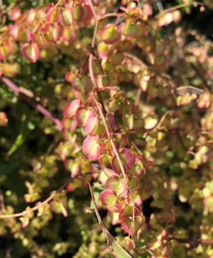 Turkey rhubarb fruit is enclosed by 3 papery wings that are sometimes tinged pink.