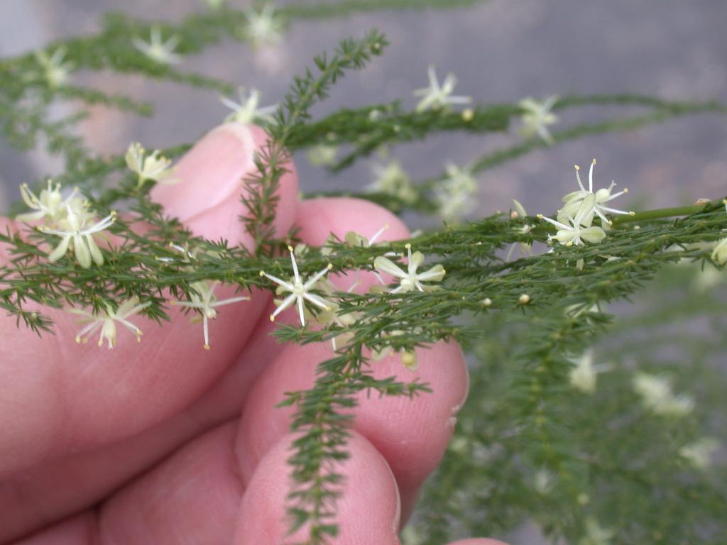 Climbing asparagus flowers with branchlets and cladoes in one plane