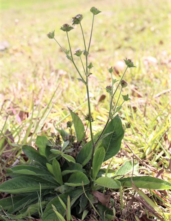 Tabacco weed stems are upright and branch at the top half. 